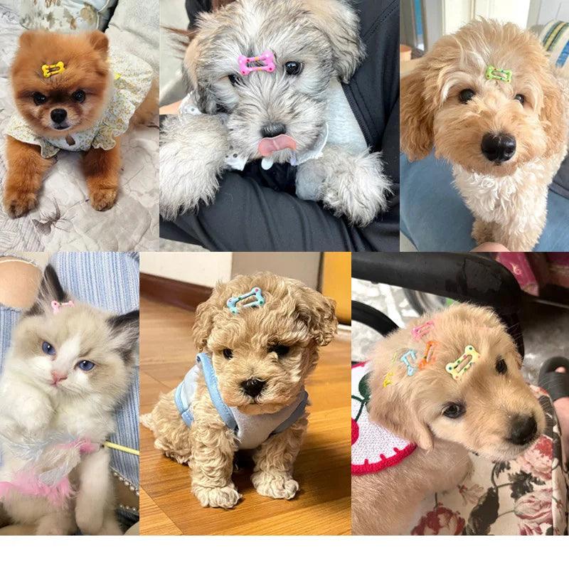 6/12pcs Mini Pet Small Dog Hairpins Candy Colors Small Puppy Cat Cute Hair Bows Clips Pet Hair Accessories Dogs Hair Grooming - Ammpoure Wellbeing