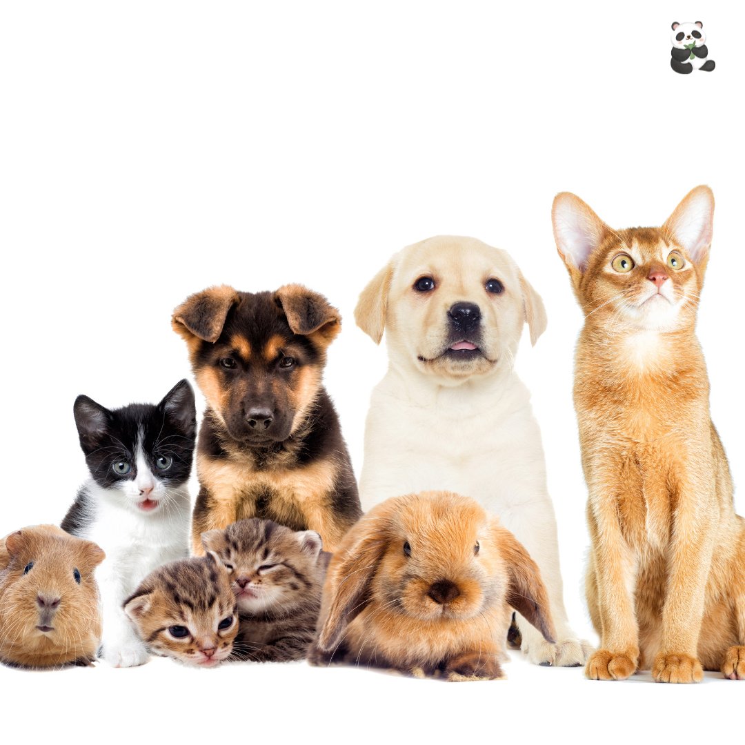 Pet Care Service - Pet Boarding, Dog Walking, Pet Transportation, Pet Nutrition and Supplies Delivery - Ammpoure Wellbeing